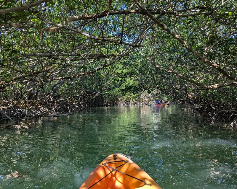 Guided Mangrove Kayak Eco-Tour in Tavernier, Florida Keys
