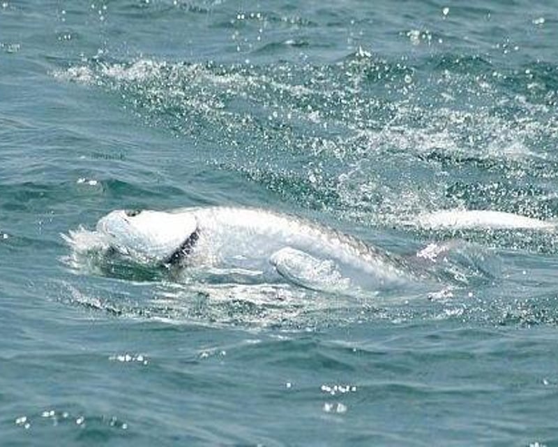 6-Hour Fishing Charter in Port Royal