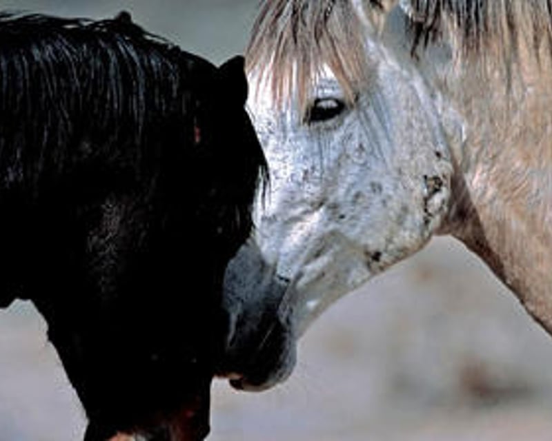 Private Horseback Riding Lesson in Chandler