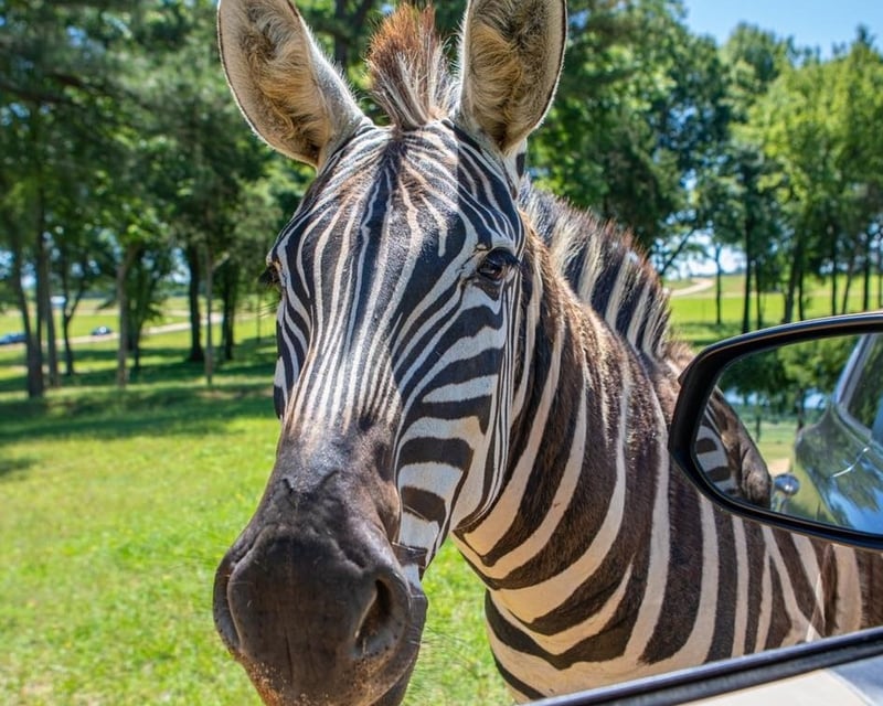Drive-Through Safari Park Admission Near Memphis