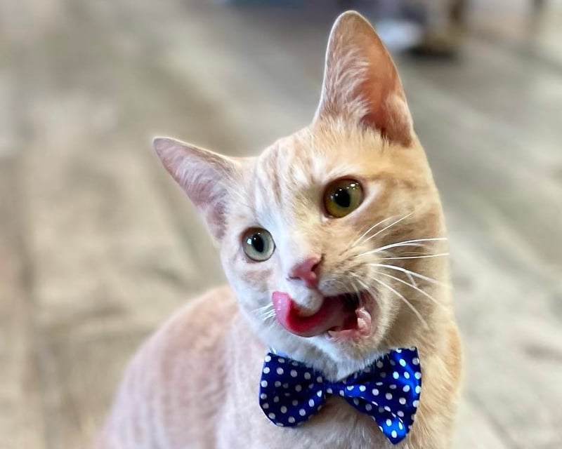 1-Hour Cat Lounge Visit in Phoenix