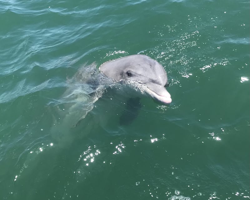Private Tiki Boat Dolphin Tour in Port Aransas