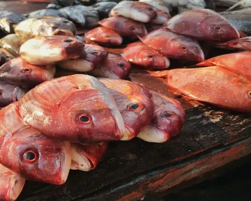 Nearshore Fishing Charter on 40' Trawler in Port Charlotte