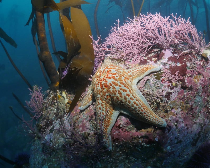 3-Hour Snorkeling & Kayaking Tour in Port Orford