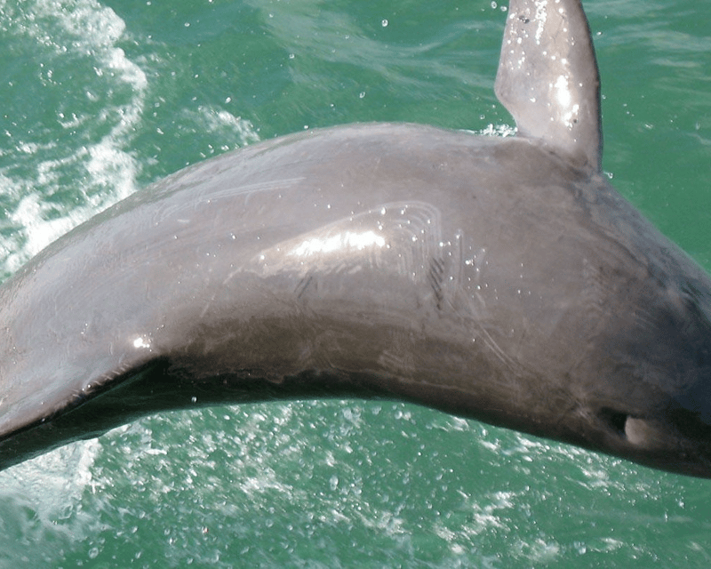 Afternoon Dolphin & Wildlife Cruise in Fort Myers Beach