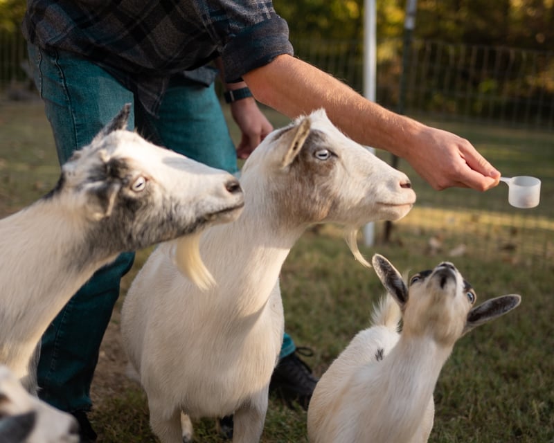 Private Baby Goat Cuddling & Play in Atchison, KS