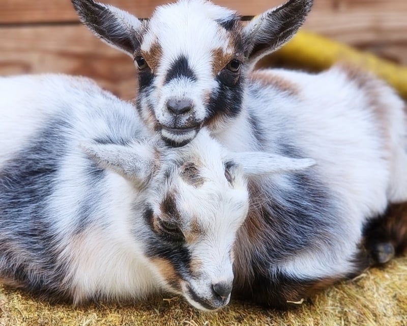 Meet Baby Animals on a Guided Farm Tour