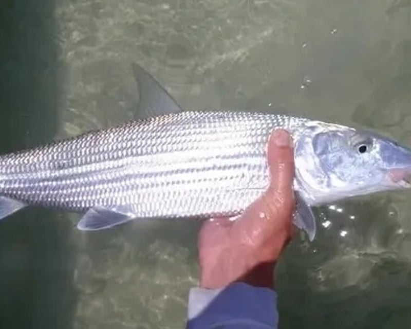 Private 3/4-Day Nearshore Fishing Charter in Key West
