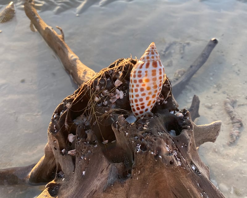 Marco Island Private Shelling Cruise