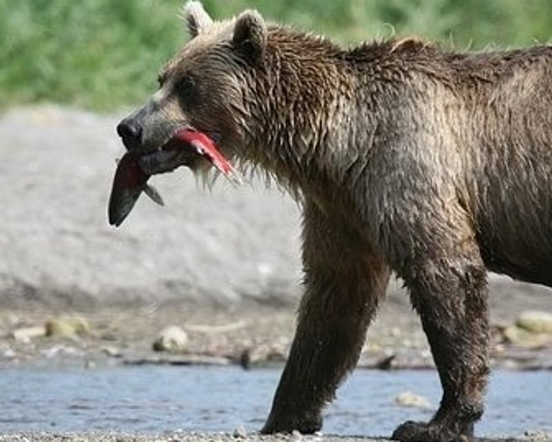 Private Sitka Sound Wildlife Charter