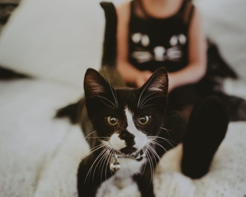 Family Cat Snuggle Session in Spokane