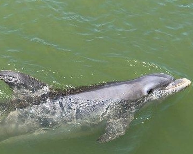 Morning Dolphin & Wildlife Cruise in Fort Myers Beach