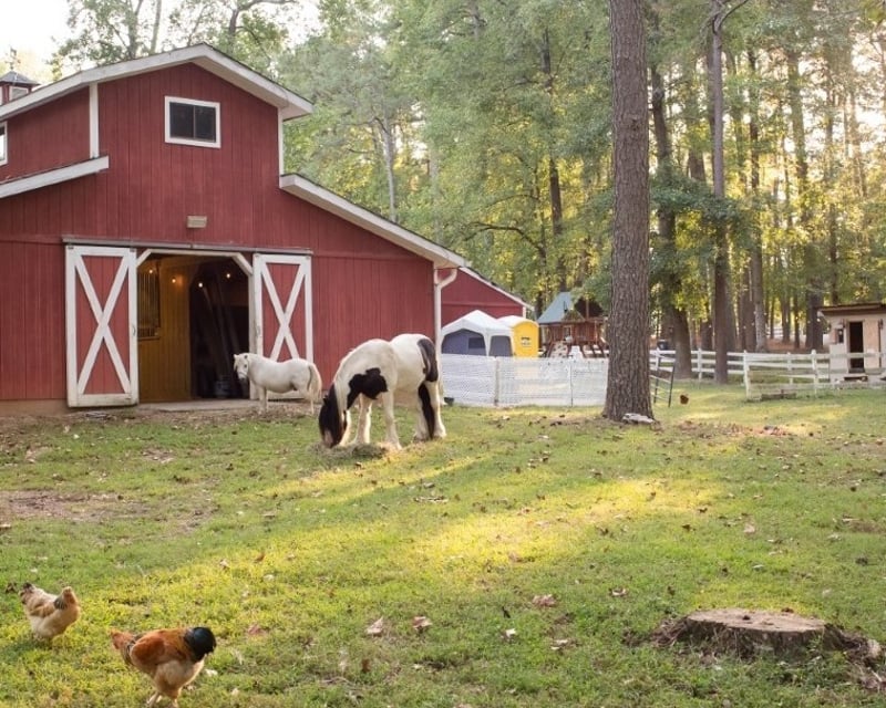 Farm Birthday Party Package in Zebulon