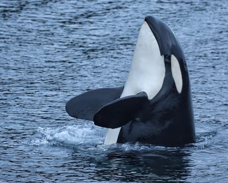 Cruise Ketchikan on a Private Whale & Wildlife Charter