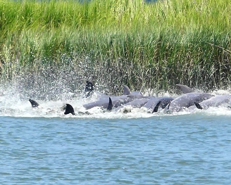 Vanishing Island Sandbar Tour in Hilton Head