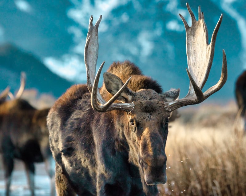 Grand Teton National Park Wildlife Tour