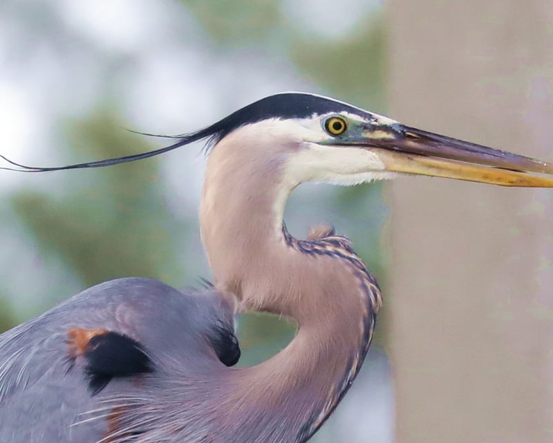 Marsh Ecology & Nature Photography Cruise in Savannah