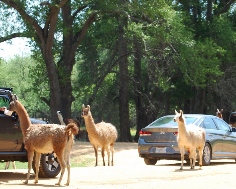 Drive-Thru Safari & Animal Feeding at Atlanta Safari Park