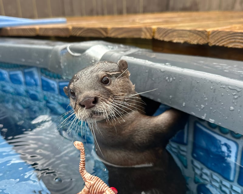 Otter Swim & Wildlife Tour in Ethel