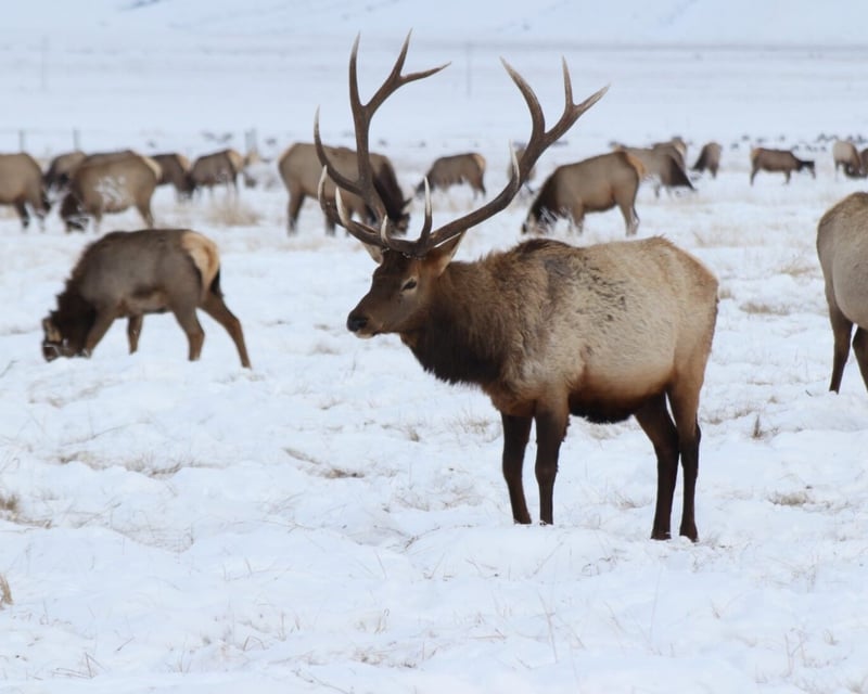 Winter Wildlife, Art & Sleigh Tour in Jackson Hole