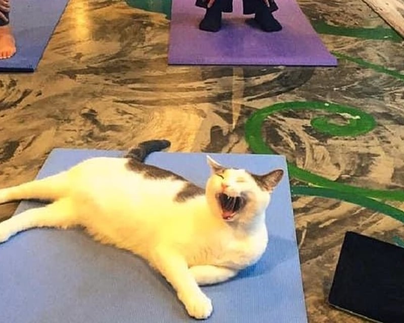 Cat Yoga Class at Seattle Meowtropolitan