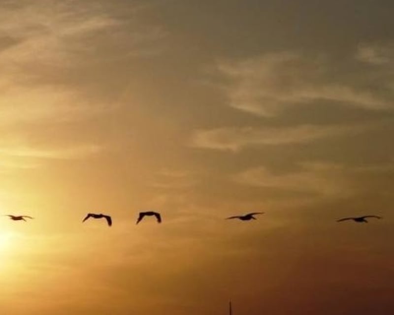 Charleston Harbor Sunset Cruise