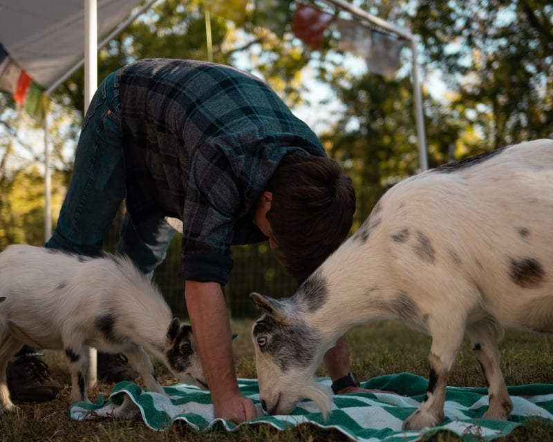 Goat Yoga With Miniature Goats on a Farm in Atchison, KS