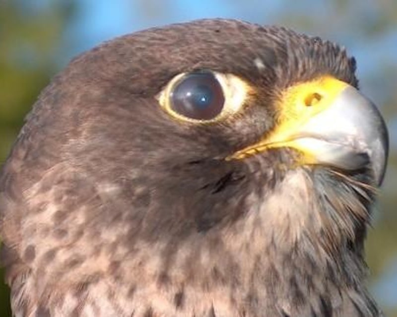 Half-Day Hawk & Owl Falconry Experience in Live Oak, FL