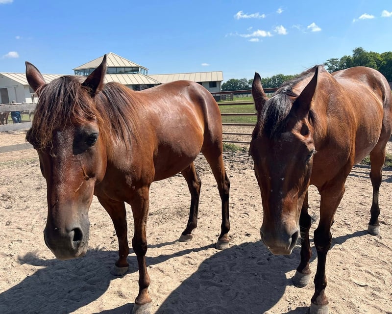 Noblesville 45-Minute Horse Experience