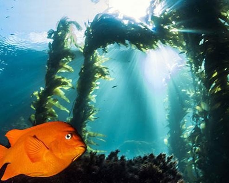 Introductory Scuba Dive at Casino Point, Catalina