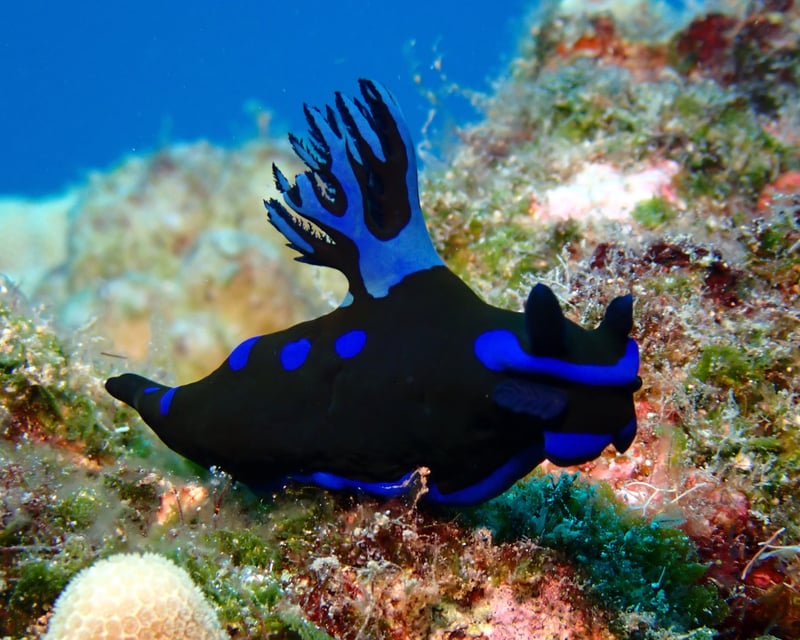 Maui Helldiver & Triple Anchors Scuba Dive