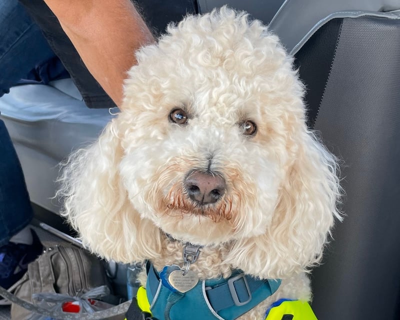 Dog-Friendly 3-Hour Pontoon Charter Homosassa