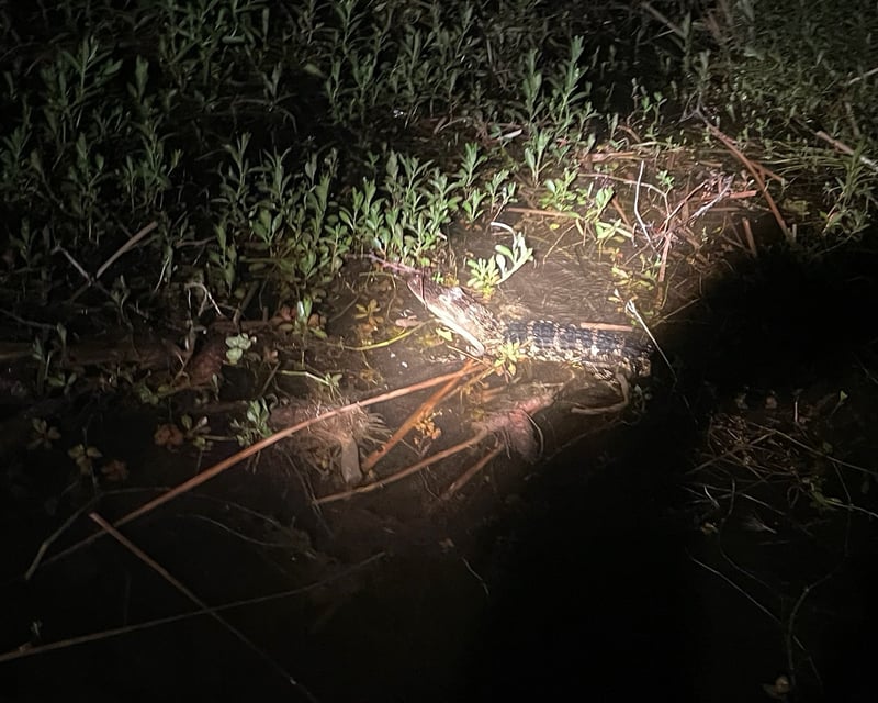 Night Airboat Gator Tour in Kissimmee