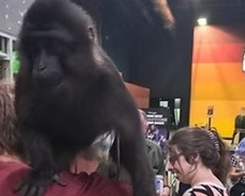 Zoo Birthday Party with Animal Encounters in Grand Saline