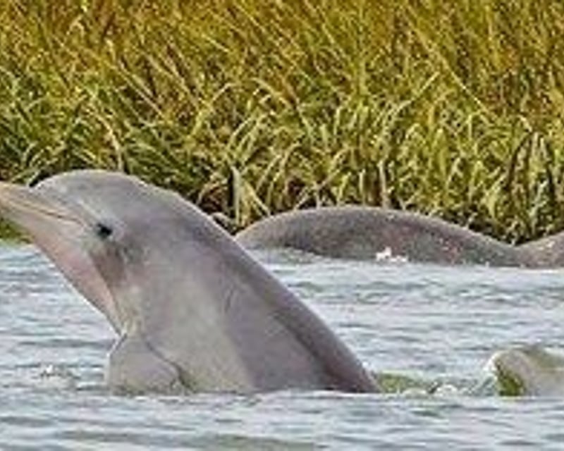 Dolphin Nature Cruise in Hilton Head Island