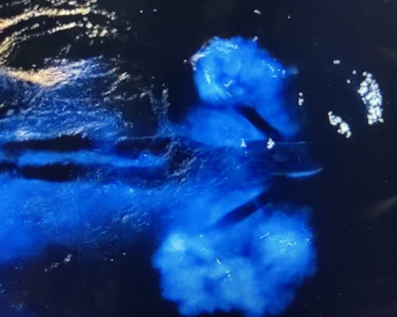 Bioluminescent Kayak & Paddleboard Tour in Merritt Island