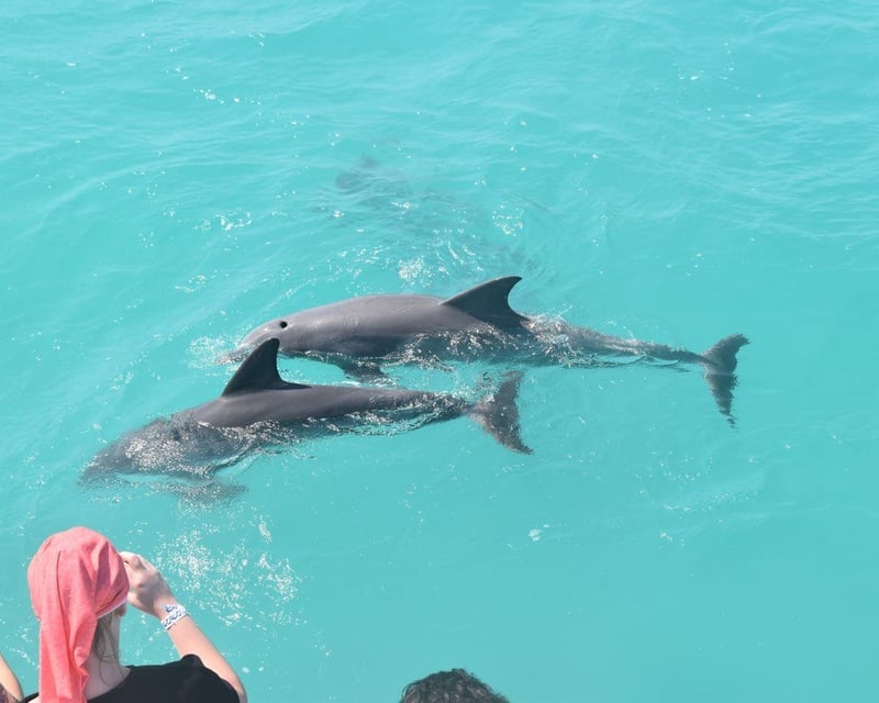 Dolphin Watching, Snorkel & Sunset Cruise in Key West