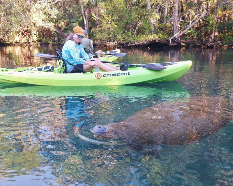 Homosassa Manatee & Springs Kayak Tour