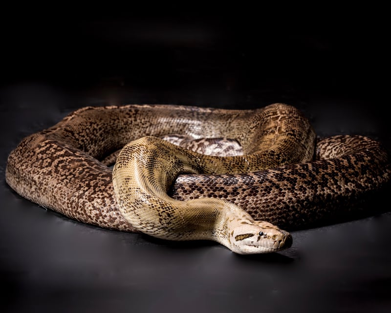 Giant Snake Guided Tour in Kearns