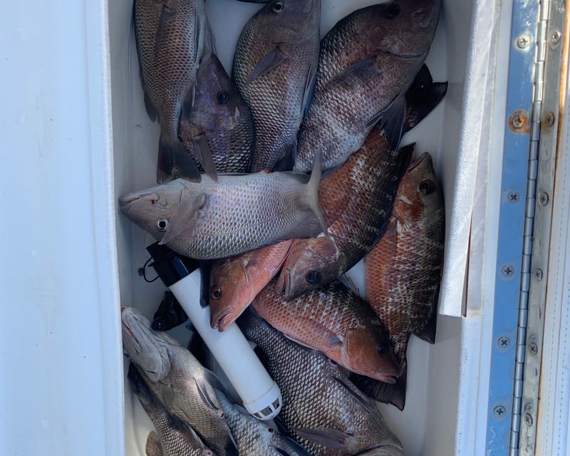 6-Hour Inshore Fishing Charter in St. Petersburg