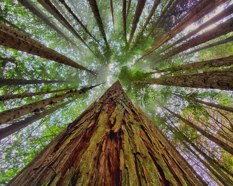 Private Poli Poli Redwood Forest Tour on Maui