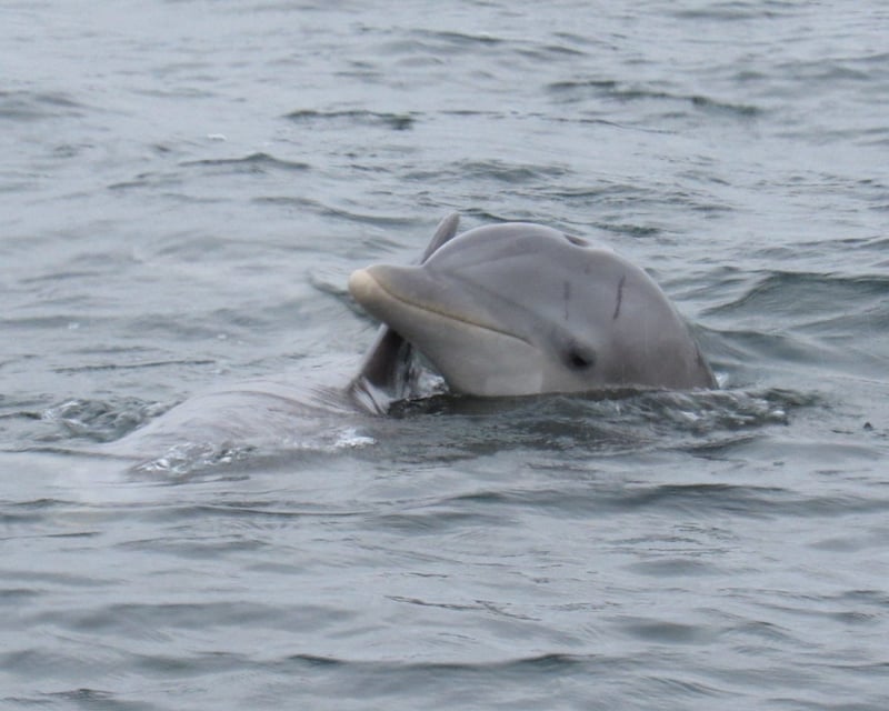 Port St. Joe Wildlife Charter