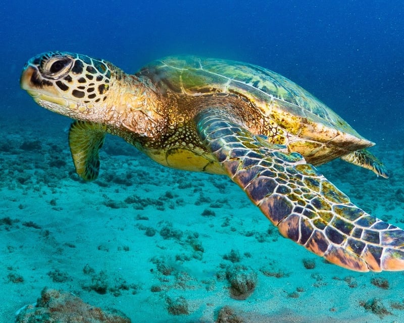 1-Tank Guided Shore Dive at Koloa Landing, Kauai