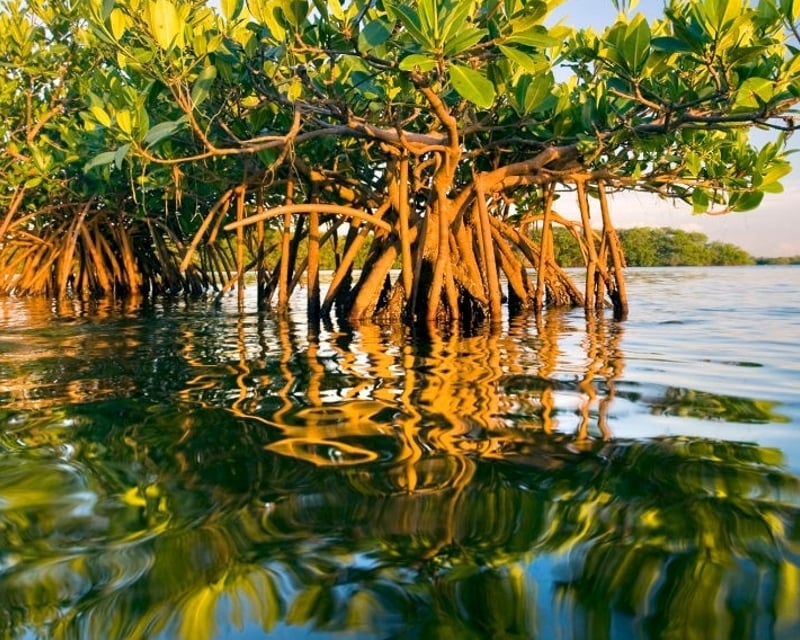 Private Everglades National Park Boat Tour from Islamorada
