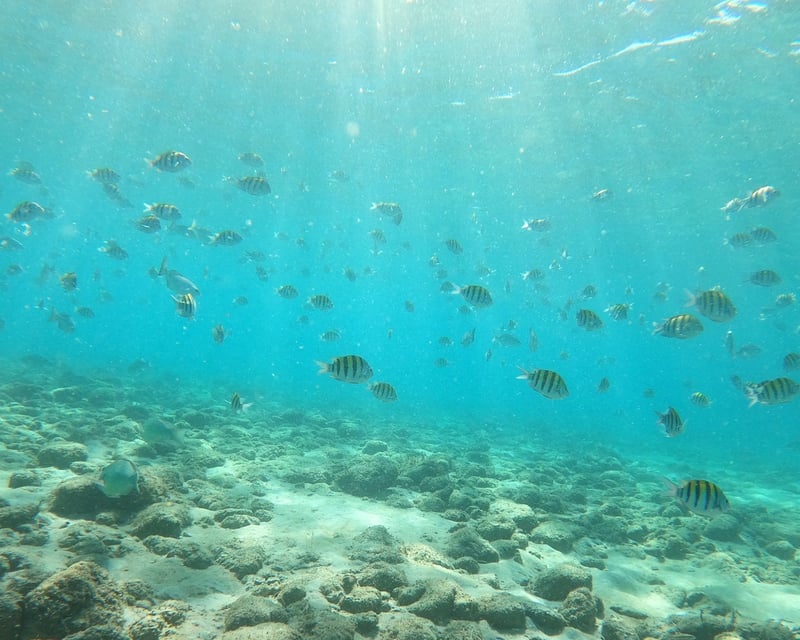 Peanut Island Kayak or Paddleboard & Snorkel Rental