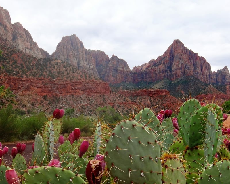 Full-Day Guided Hike in Zion National Park