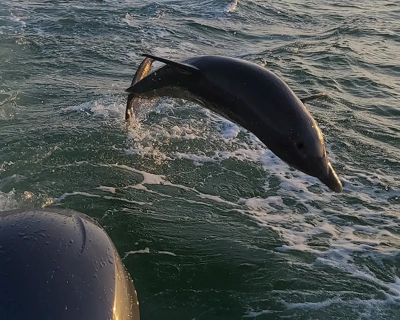 Private Estero Bay Dolphin Charter