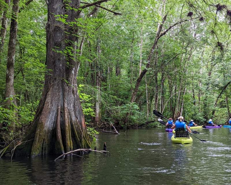 Cypress Forest Kayak Tour on the Withlacoochee River