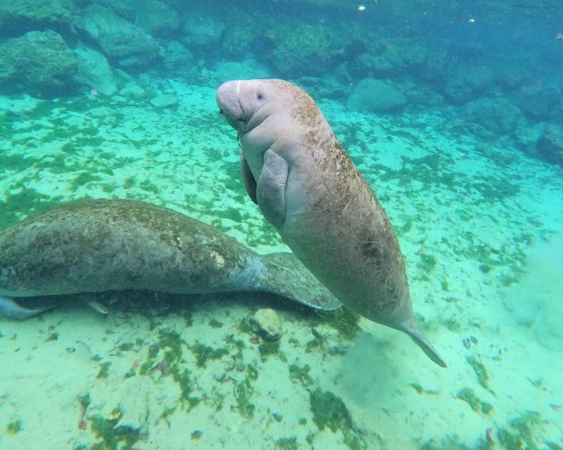 Swim With Manatees Kayak Tour in Crystal River
