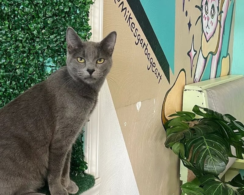1-Hour Cat Lounge Visit in Branson